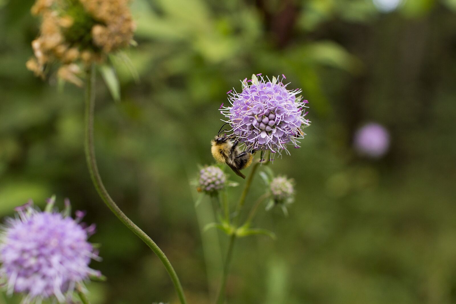 Canon EOS 60D sample photo. Bumblebee, flower, insect photography