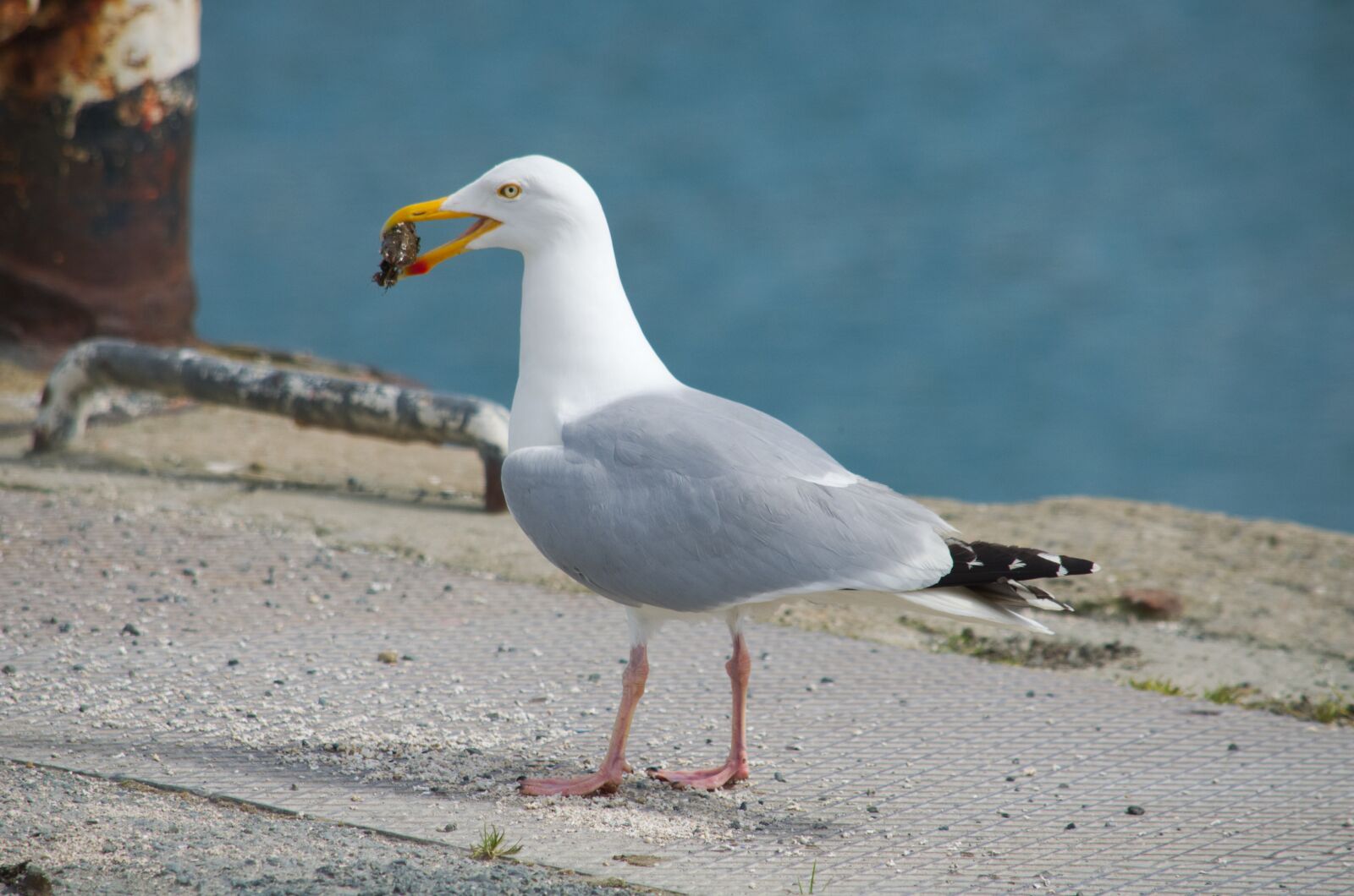 Nikon D5100 sample photo. Bird, gull, animal photography