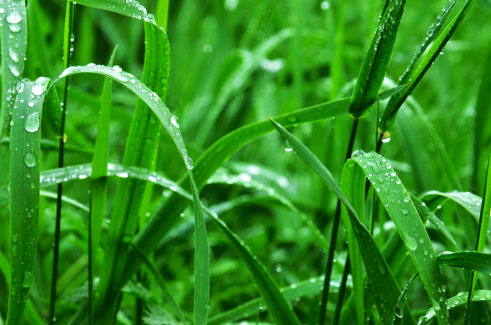 Nikon D5100 sample photo. Dew, drops, of, water photography