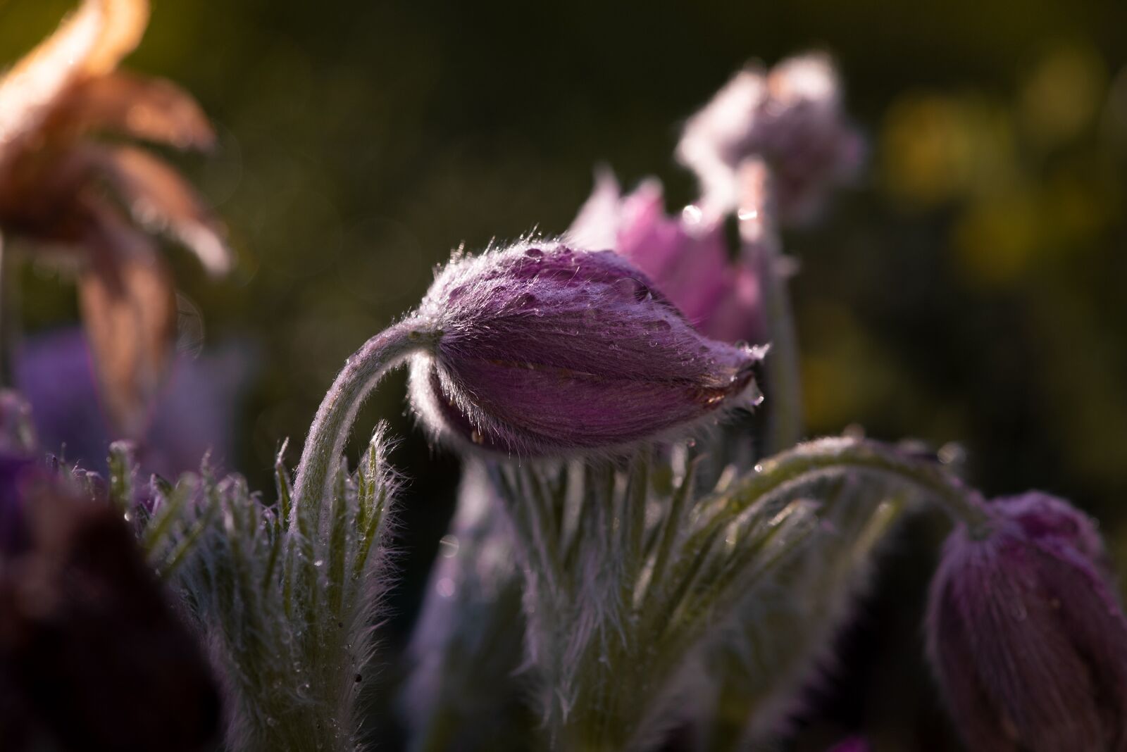 Nikon D750 sample photo. Flower, blossom, bloom photography