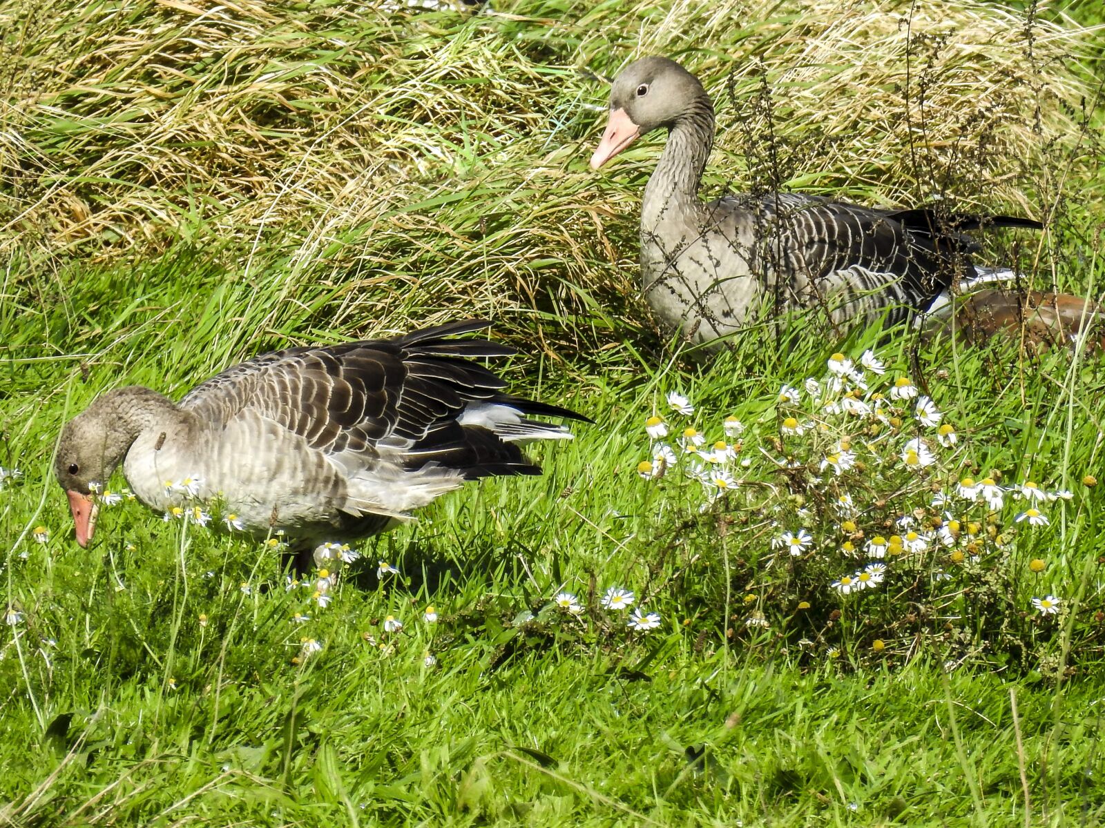 Nikon Coolpix P900 sample photo. Greylag goose, goose, water photography