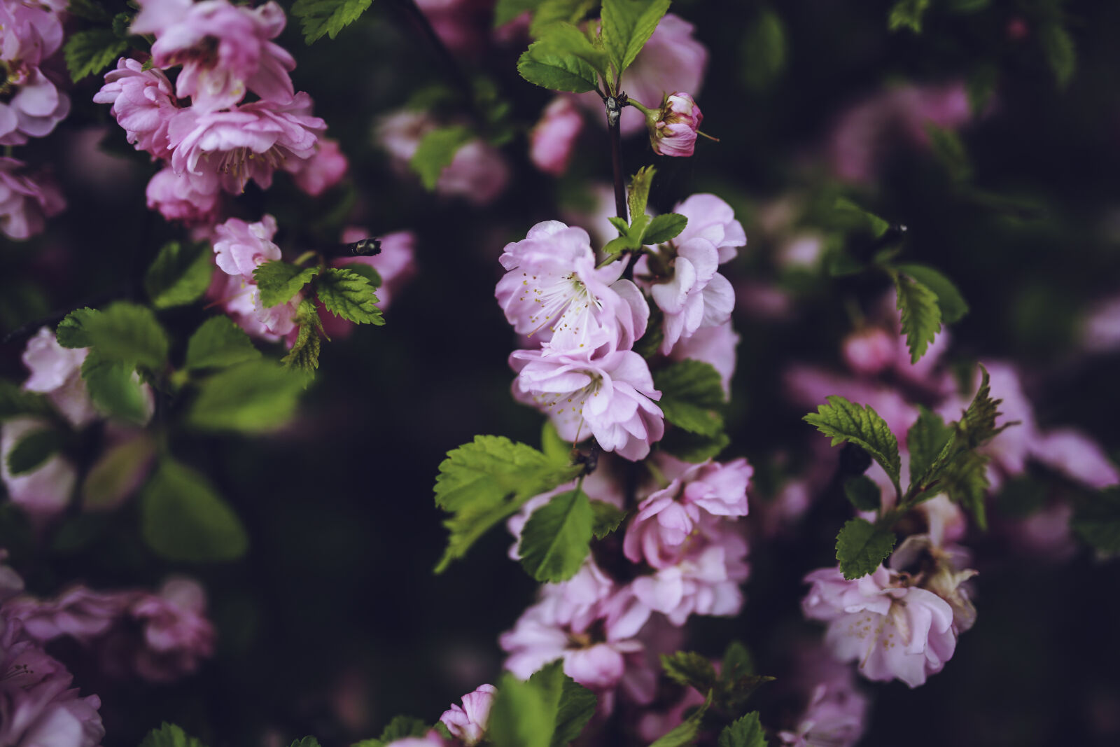 Canon EOS 6D + Sigma 35mm F1.4 DG HSM Art sample photo. Pink, flowers photography
