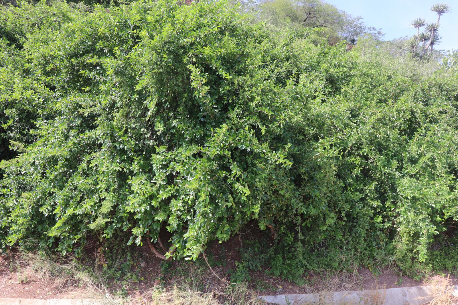 Canon EOS 800D (EOS Rebel T7i / EOS Kiss X9i) sample photo. Marginal vegetation, coastal zones photography