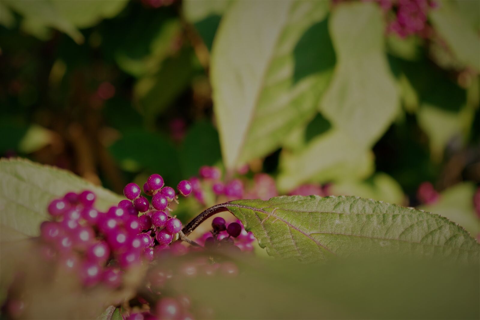 Pentax K-S2 sample photo. Nonpareils, sprinkles shrub, violet photography