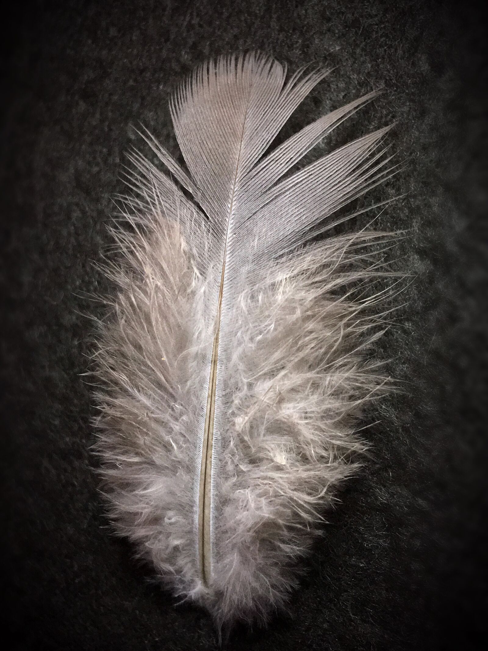 iPhone 6s Plus back camera 4.15mm f/2.2 sample photo. Feather of a dove photography