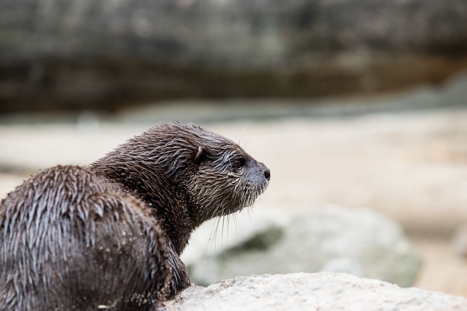 Canon EF-S 55-250mm F4-5.6 IS STM sample photo. Otter, mammal, rodent photography