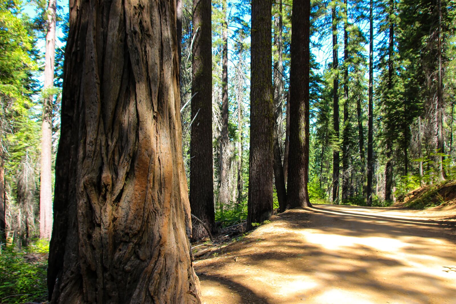 Canon EOS 600D (Rebel EOS T3i / EOS Kiss X5) sample photo. Tuolumne grove, trees, redwood photography