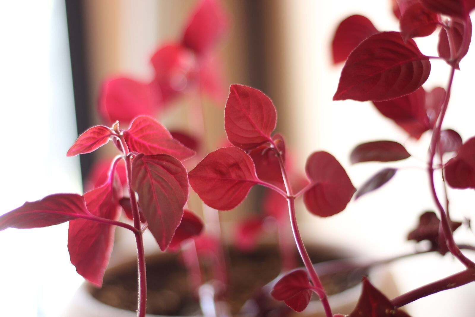 Canon EOS 700D (EOS Rebel T5i / EOS Kiss X7i) + Canon EF 50mm F1.8 STM sample photo. Flower, nature, iran photography