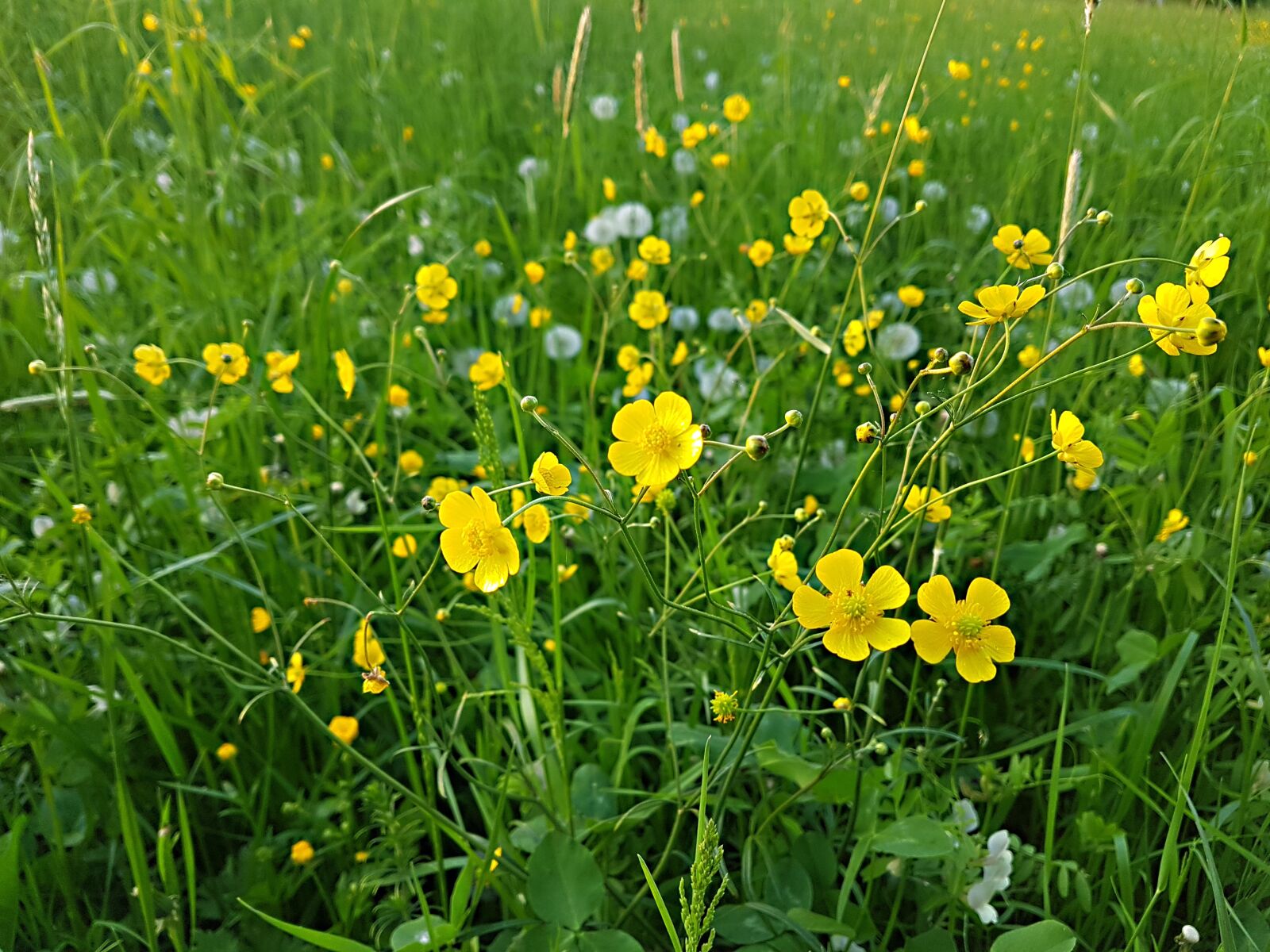 Samsung Galaxy S7 Edge sample photo. Flower, meadow, field photography