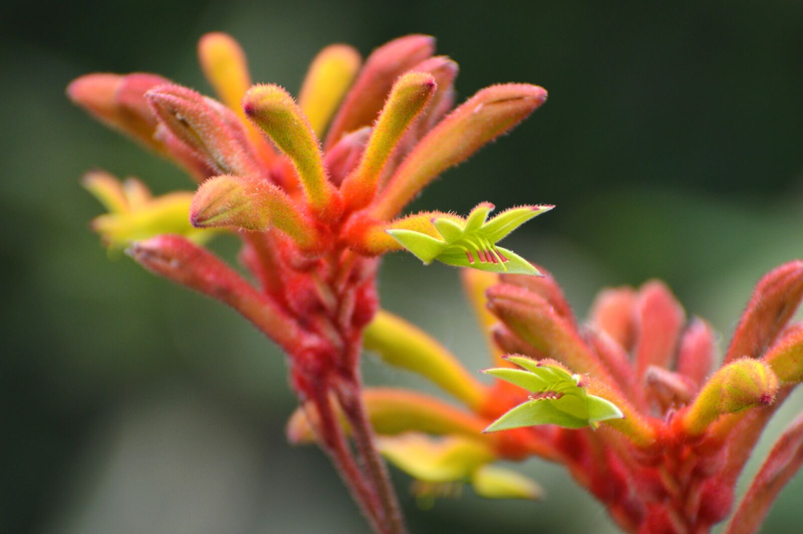 Nikon D3200 sample photo. Flowers, kangaroo paws, plant photography
