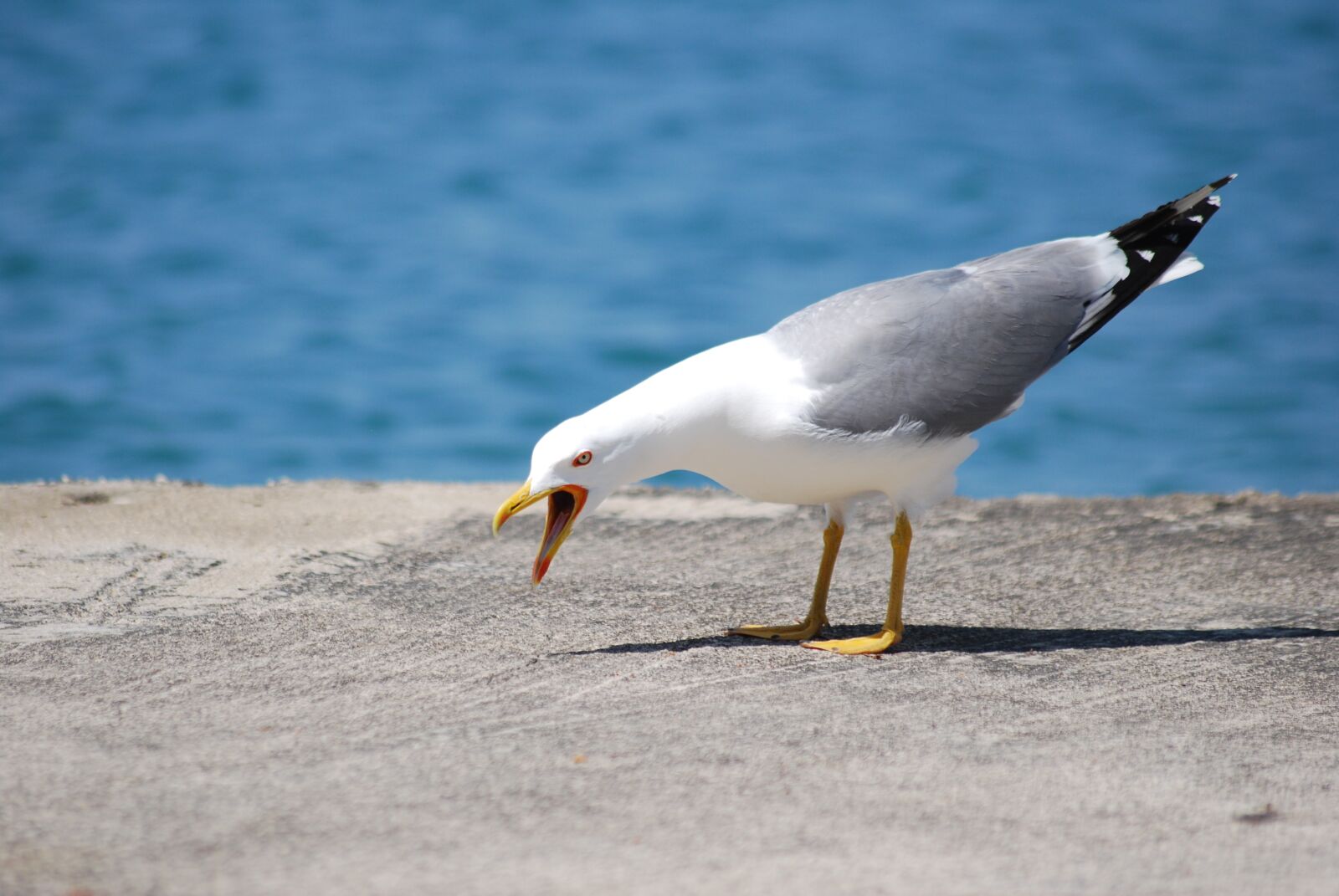 Nikon D60 sample photo. Sea, seagull, bird photography