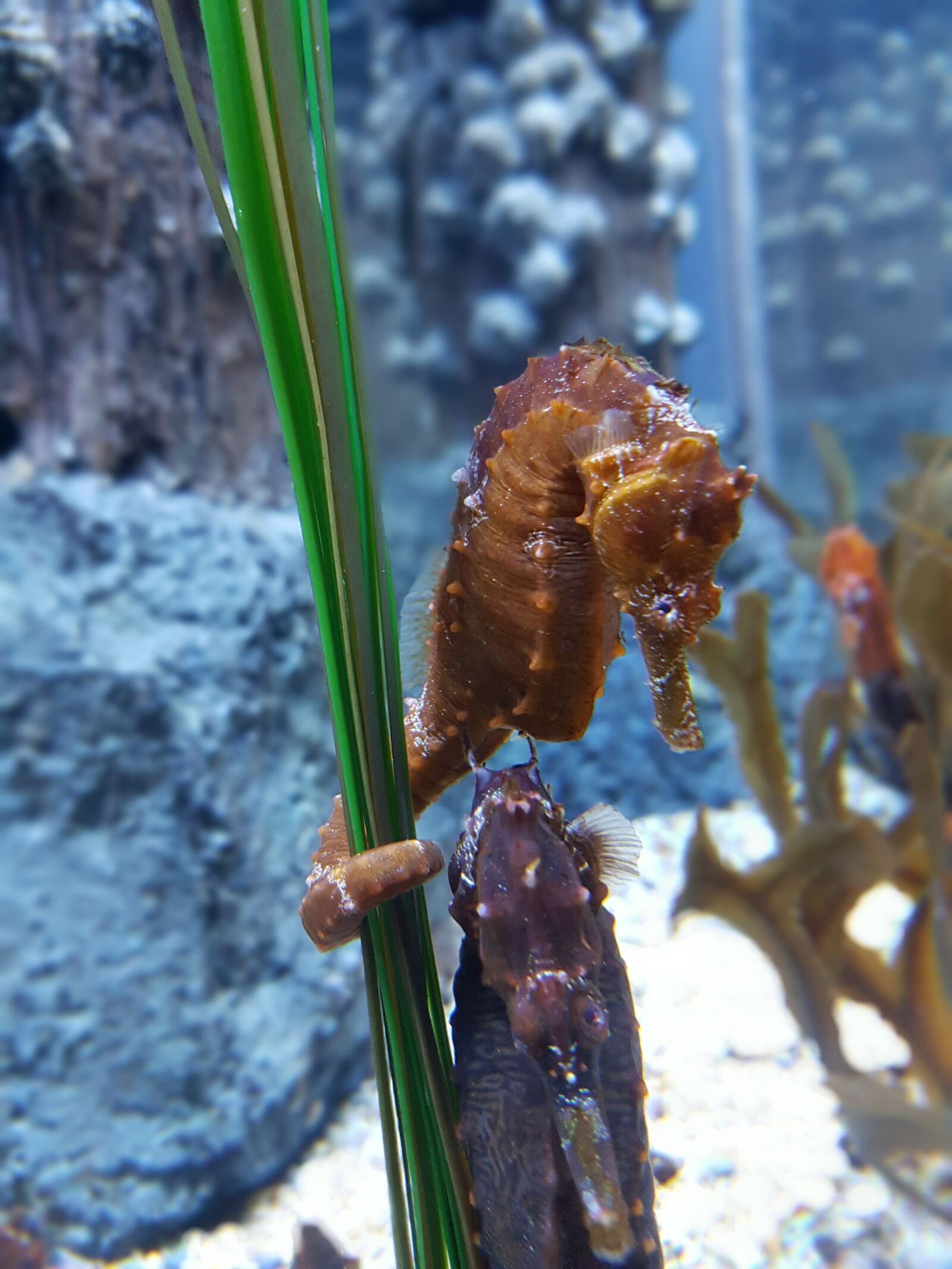 Samsung Galaxy S7 Edge sample photo. Seahorse, aquarium, underwater photography