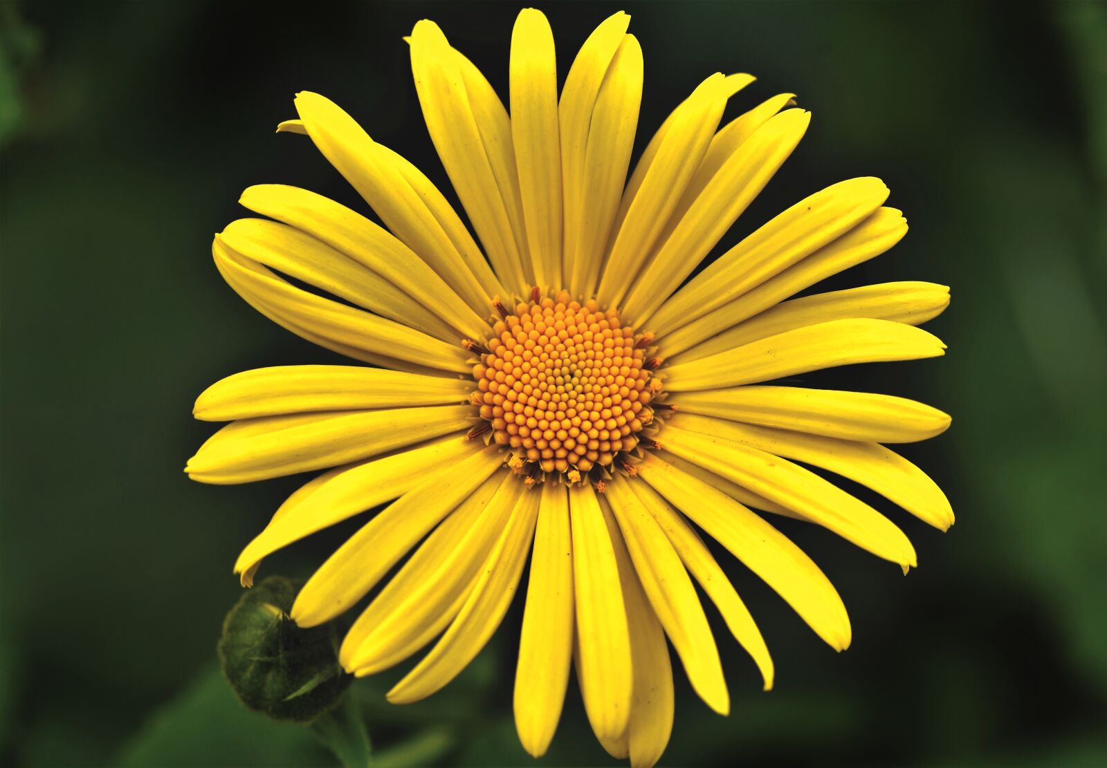 Nikon D7200 sample photo. Balkan-gemswurz, doronicum orientale, caucasus photography