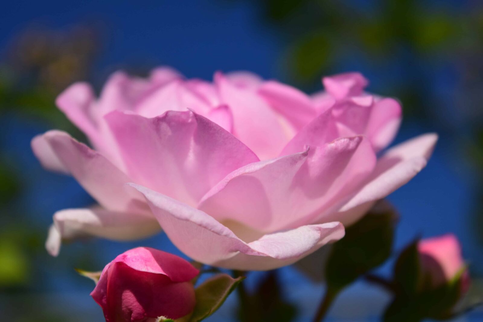 Nikon D3300 sample photo. Nature, flora, daylight, flower photography