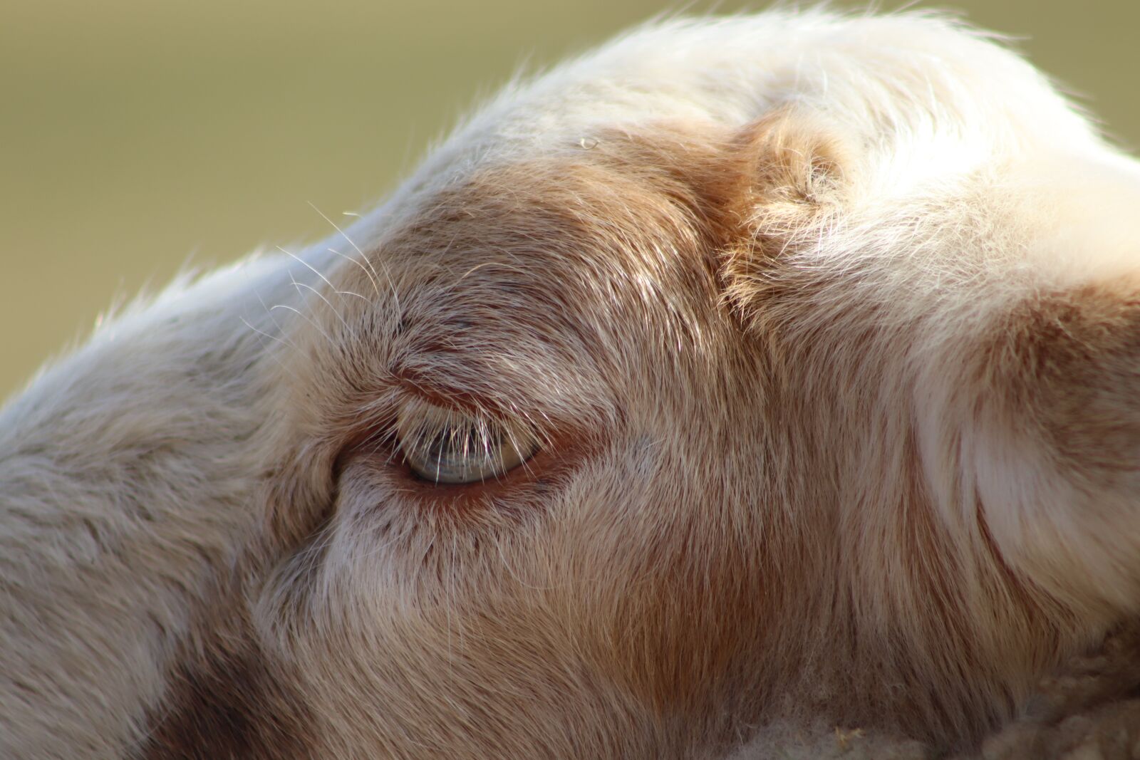Canon EOS 800D (EOS Rebel T7i / EOS Kiss X9i) sample photo. Sheep, pet, livestock photography