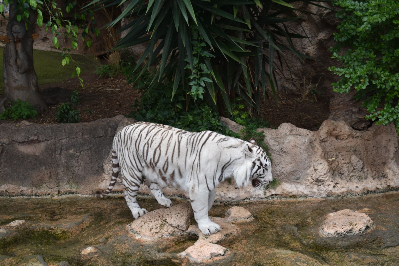 Nikon D3400 sample photo. Tiger, canarias, tenerife photography
