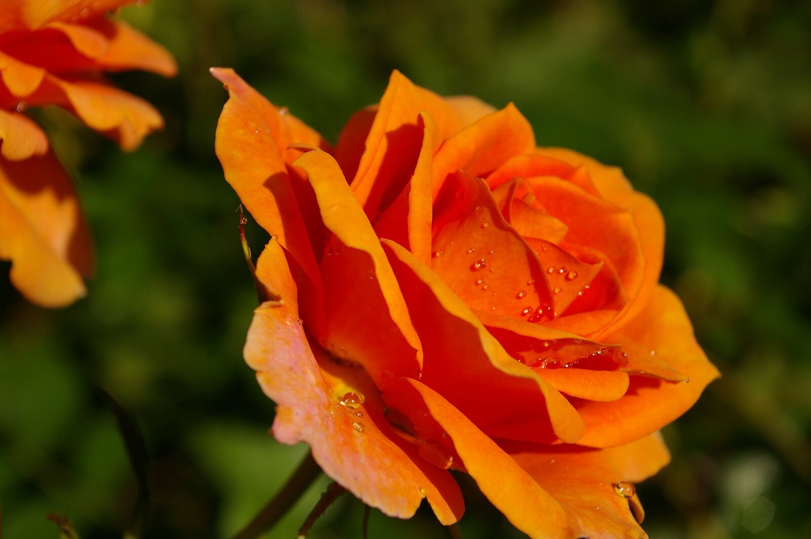 Pentax *ist DL2 sample photo. Rose, orange rose, scented photography