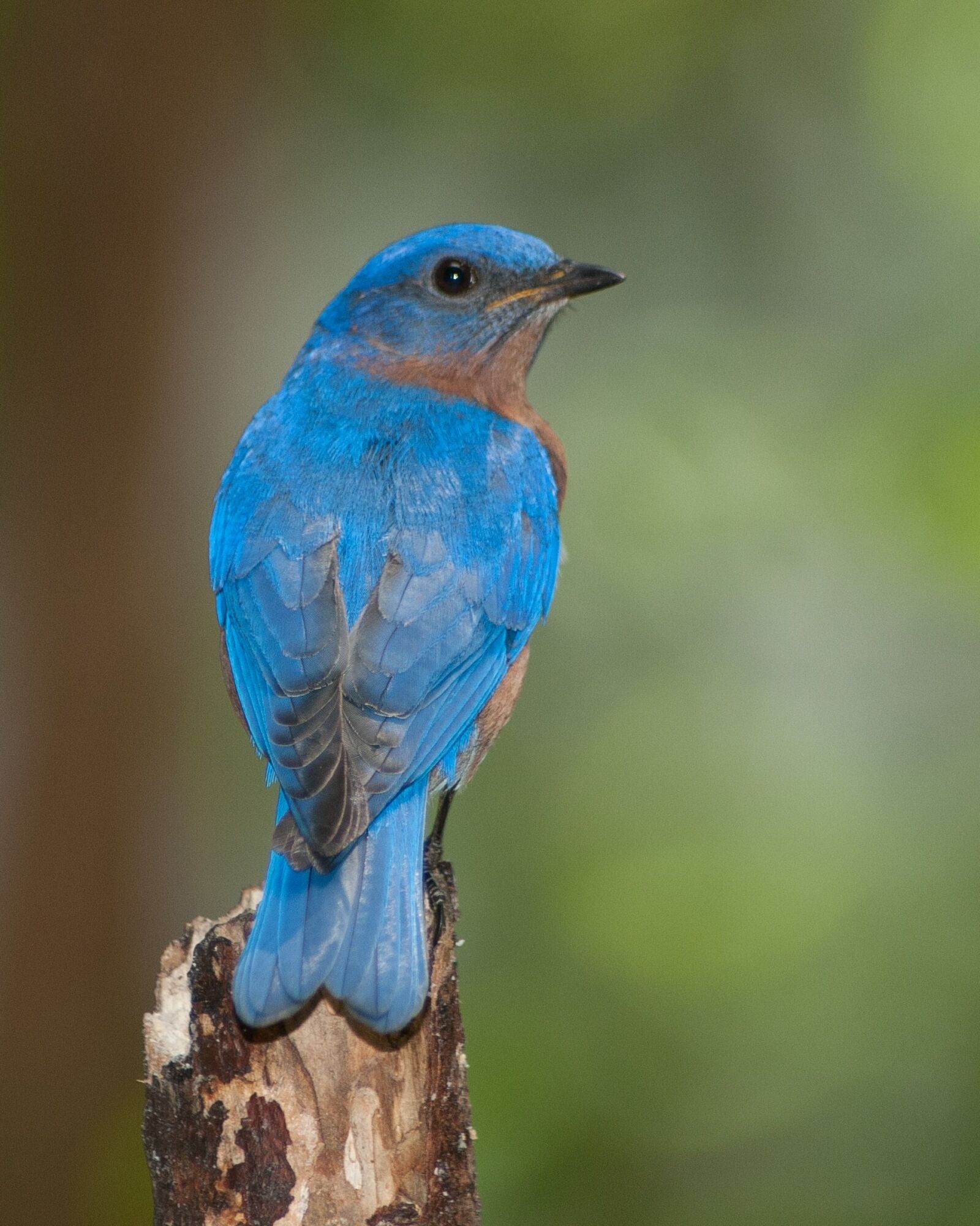 Nikon D300 sample photo. Bird, nature, outdoors photography