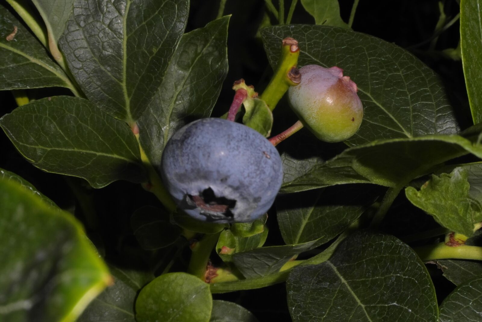 Samsung WB750 sample photo. Bilberry american, fruit, nature photography