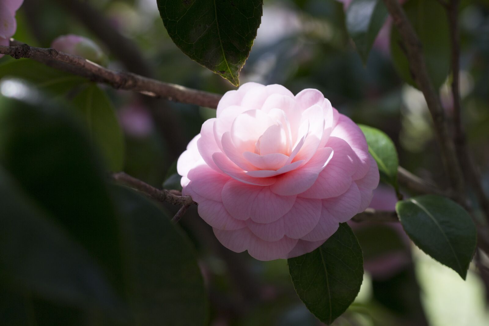 Canon EOS 100D (EOS Rebel SL1 / EOS Kiss X7) + Canon EF 50mm F1.8 STM sample photo. Camellia, pink, flowers photography