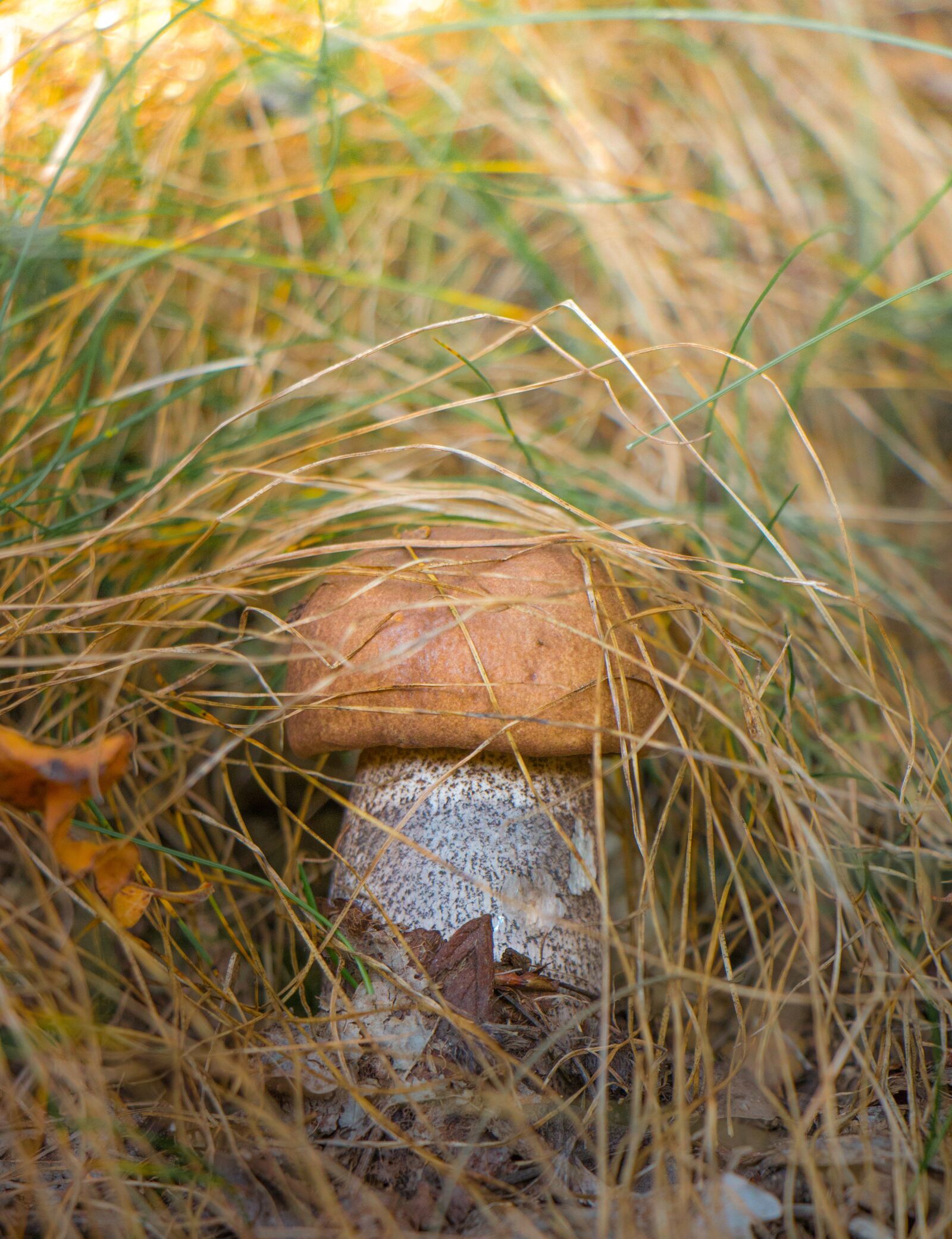Canon EOS 70D sample photo. Mushroom, grass, nature photography