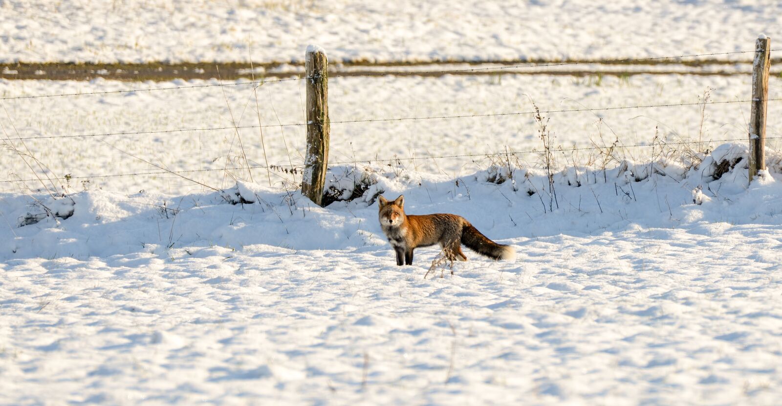 Nikon D600 sample photo. Fox, predator, wild photography