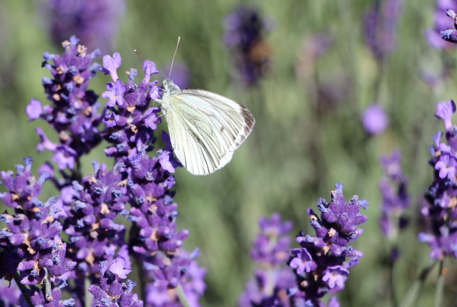 Canon EOS 650D (EOS Rebel T4i / EOS Kiss X6i) sample photo. Butterfly, insect, lavender photography