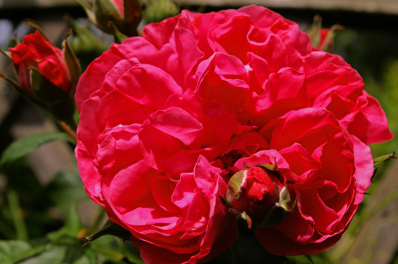 Pentax *ist DL2 sample photo. Rose, pink rose, scented photography