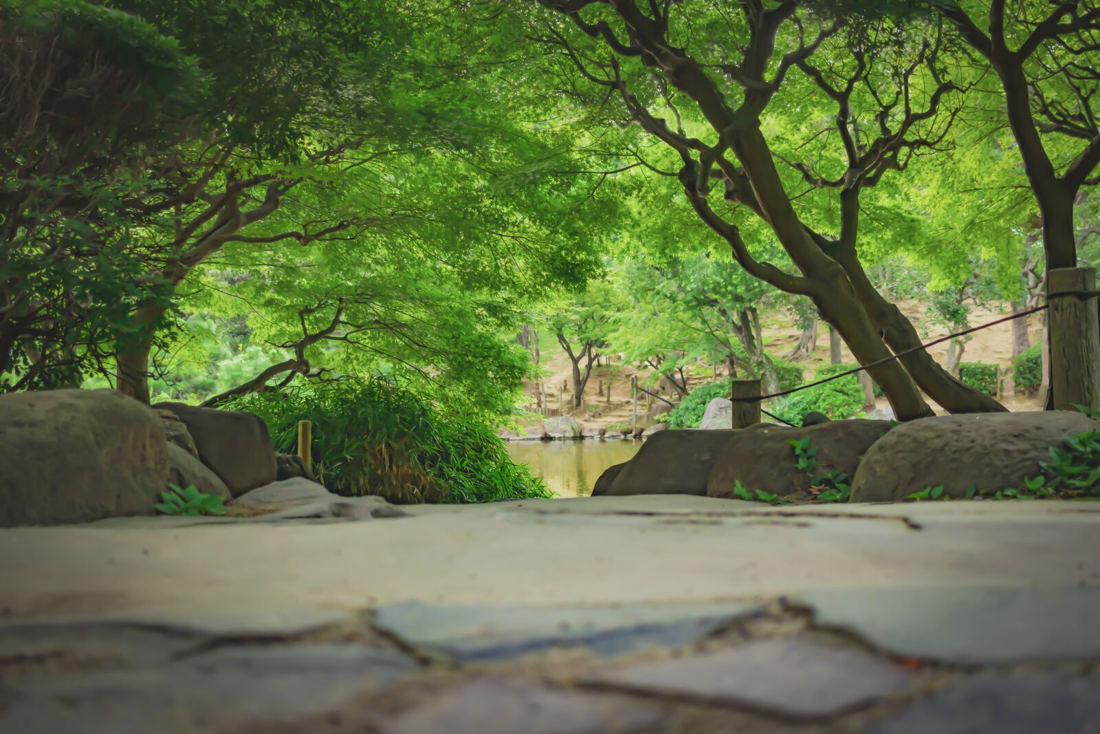 Canon EF-S 24mm F2.8 STM sample photo. Woods, garden, landscape photography
