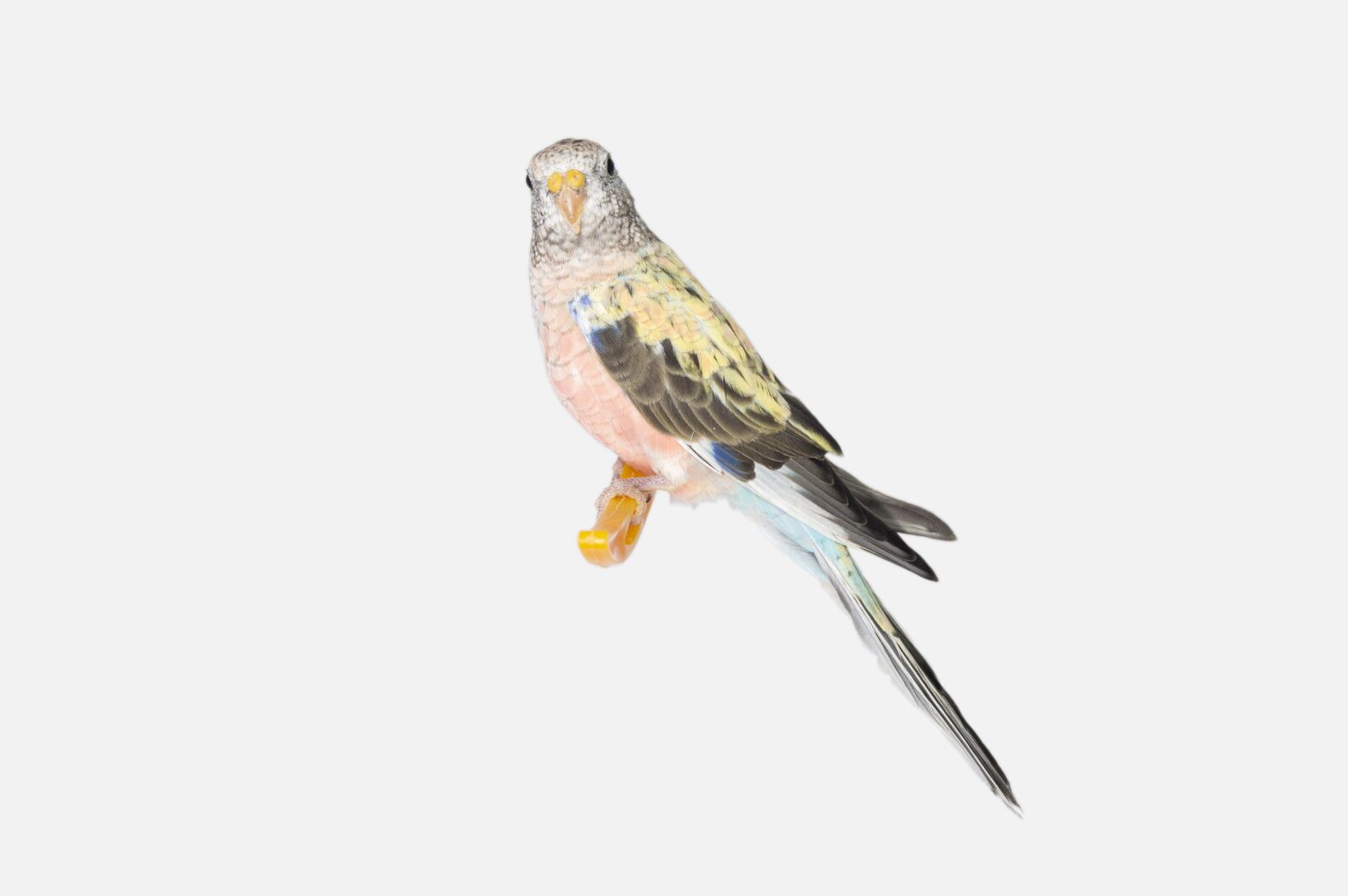 Nikon D3200 sample photo. Bourque parakeet, bourque, parakeet photography