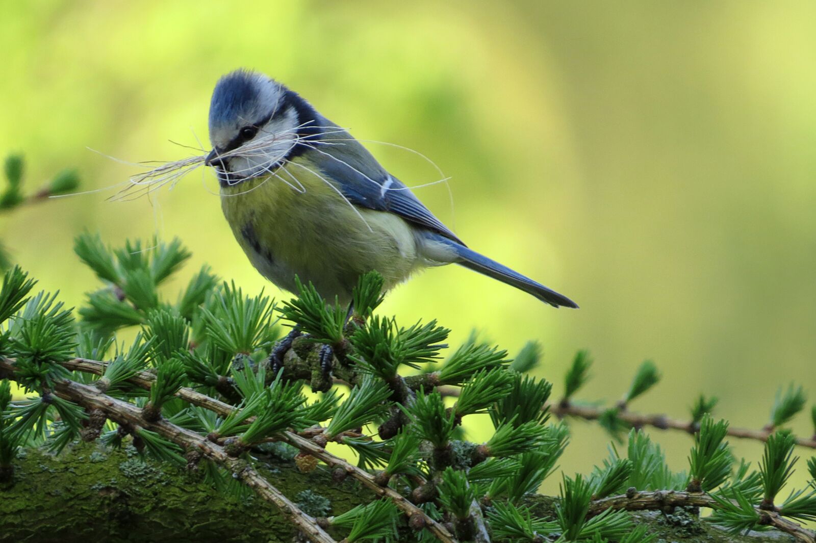 Canon PowerShot SX50 HS sample photo. Bird, tit, blue tit photography