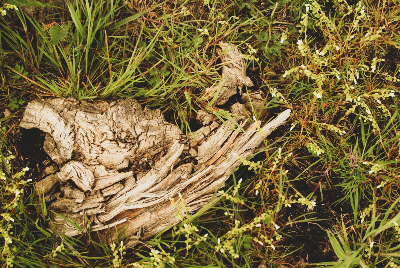 Sony Alpha DSLR-A200 sample photo. Wood, rotting, old photography