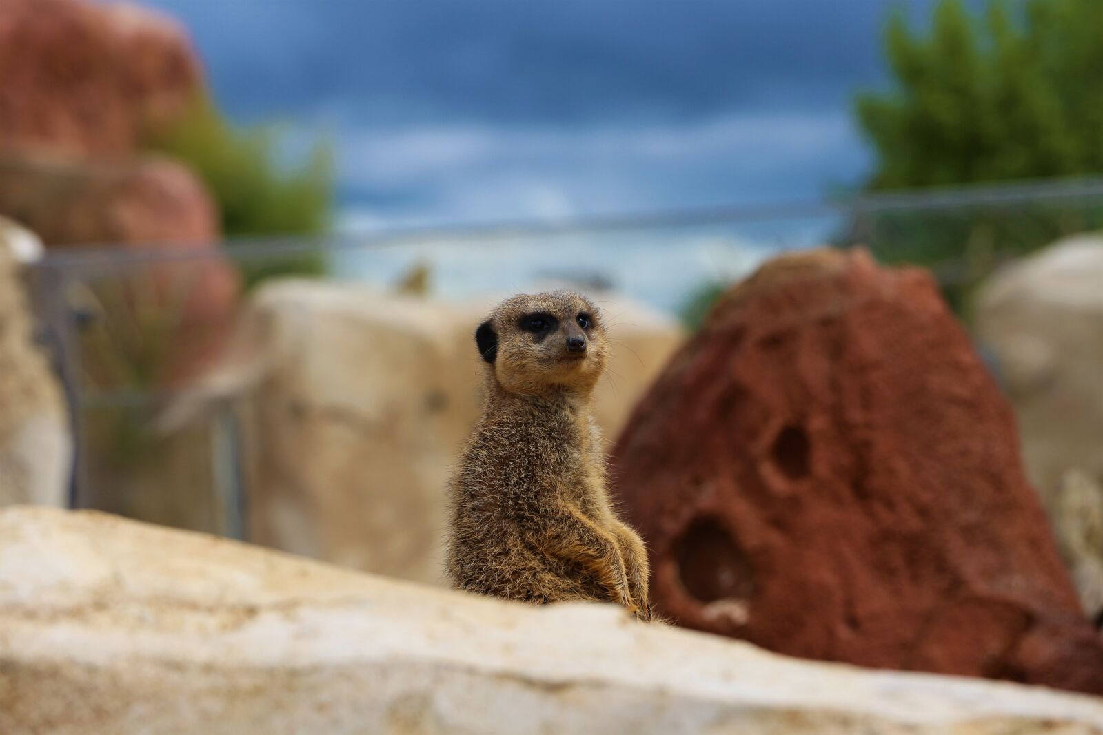 Canon EOS 700D (EOS Rebel T5i / EOS Kiss X7i) sample photo. Suricate, zoo, beauval photography