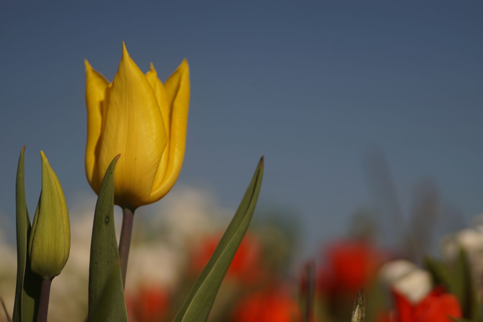 Sony ILCA-77M2 sample photo. Tulip, flowers, spring photography