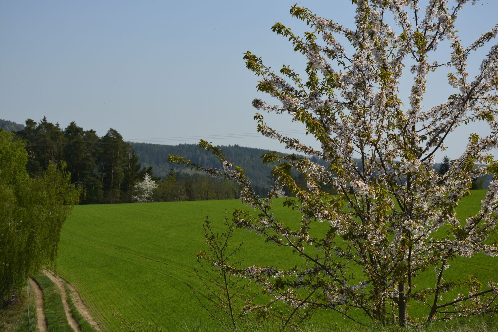 Nikon D5200 sample photo. Grün, weg, field photography