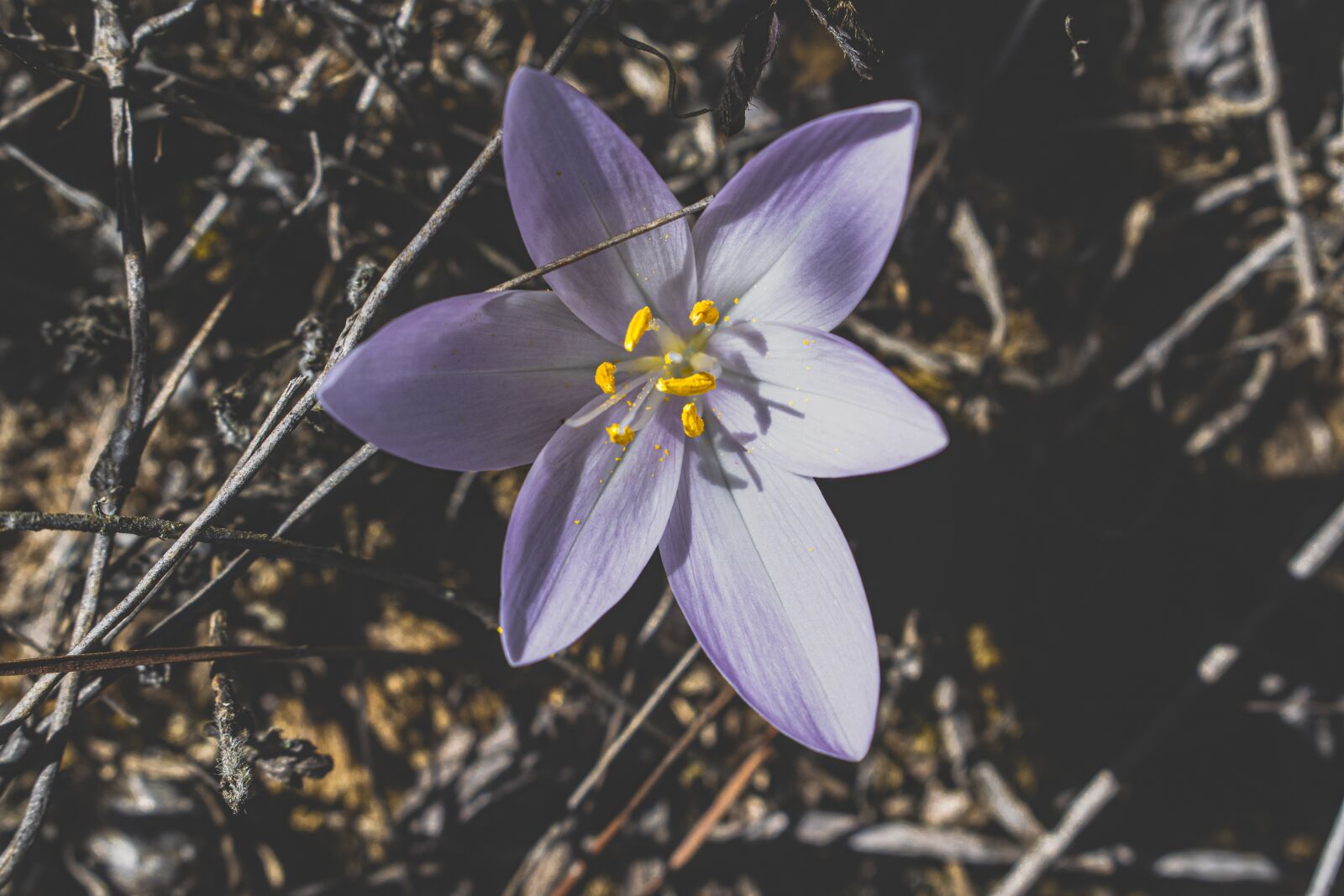 Nikon D3300 sample photo. Flower, purple and yellow photography