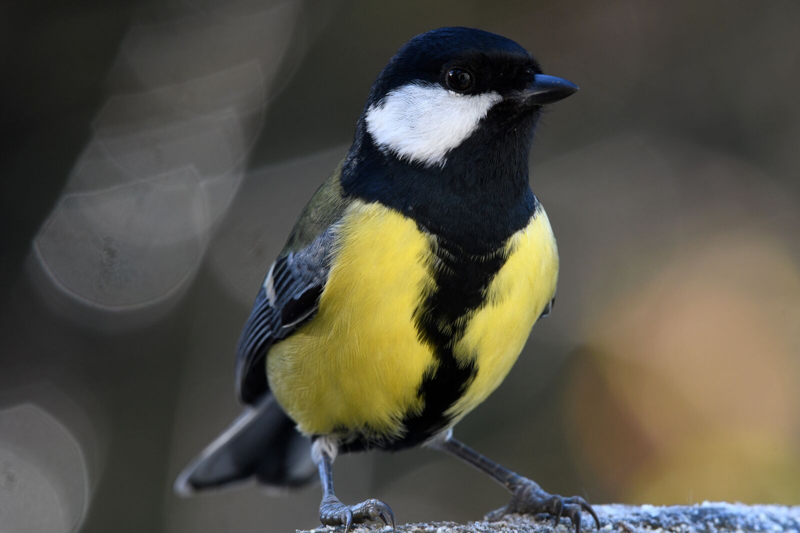 Nikon D7500 sample photo. Titmouse, bird, colors photography
