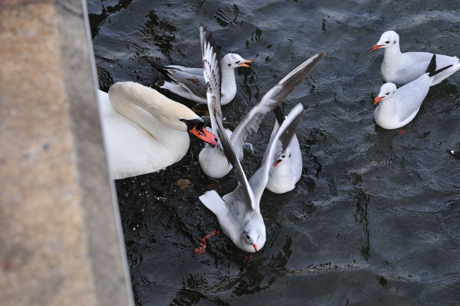 Nikon D300 sample photo. Swans, lake, birds photography