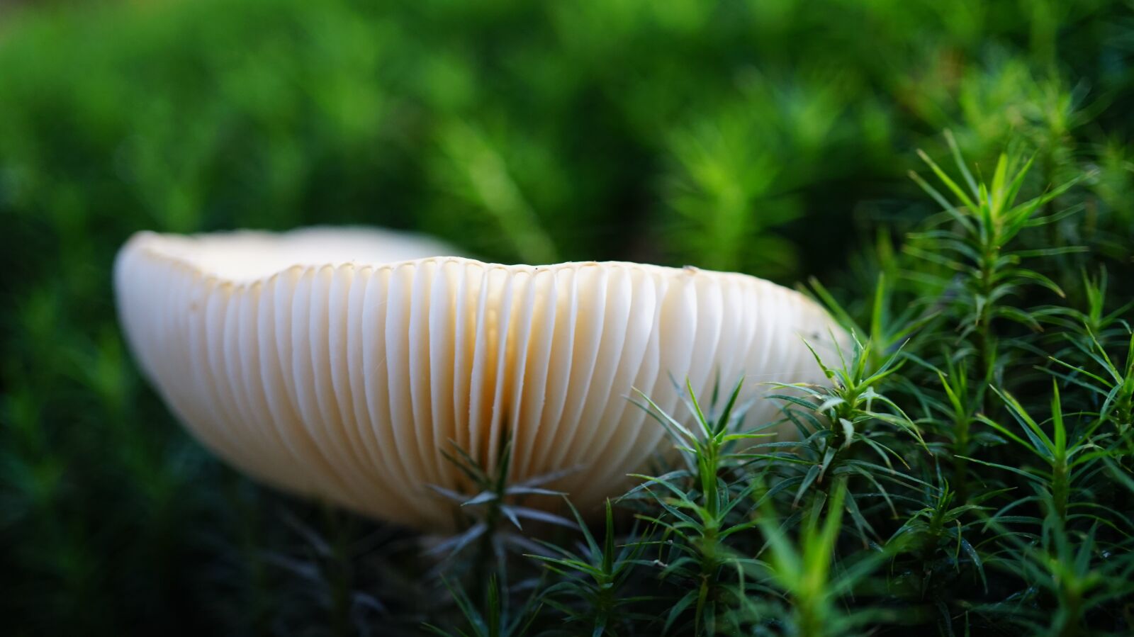 Sony E 30mm F3.5 Macro sample photo. Nature, mushroom, grass photography