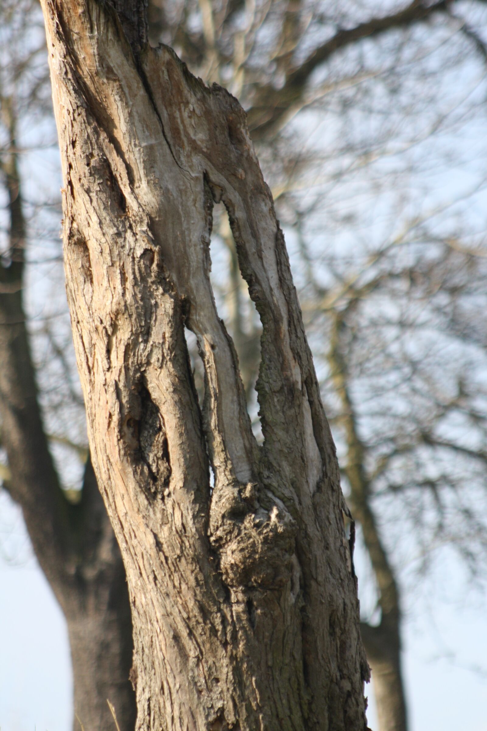 Canon EOS 1000D (EOS Digital Rebel XS / EOS Kiss F) sample photo. Tree, old, nature photography