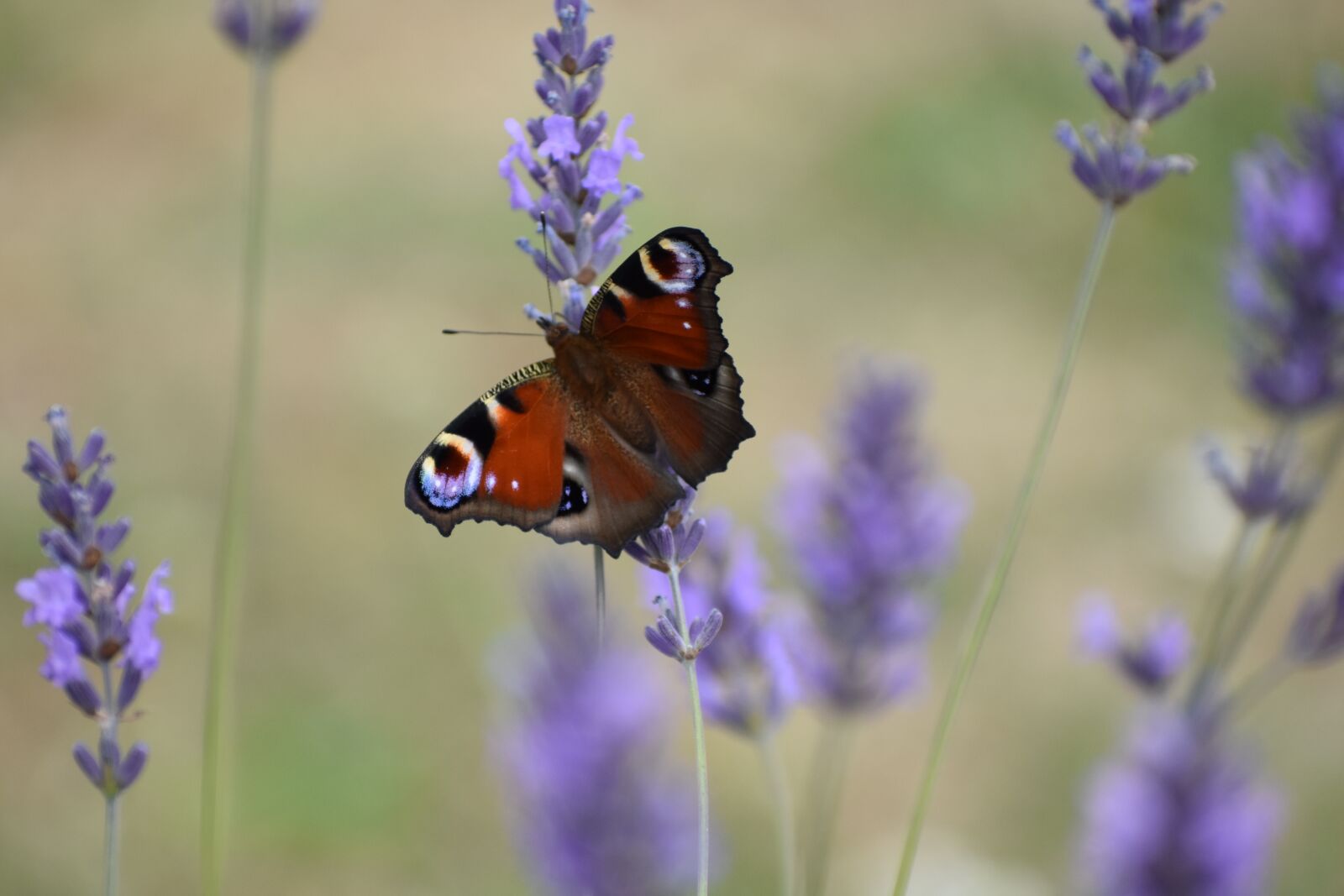 Nikon D3400 sample photo. Butterfly, lavender, nature photography