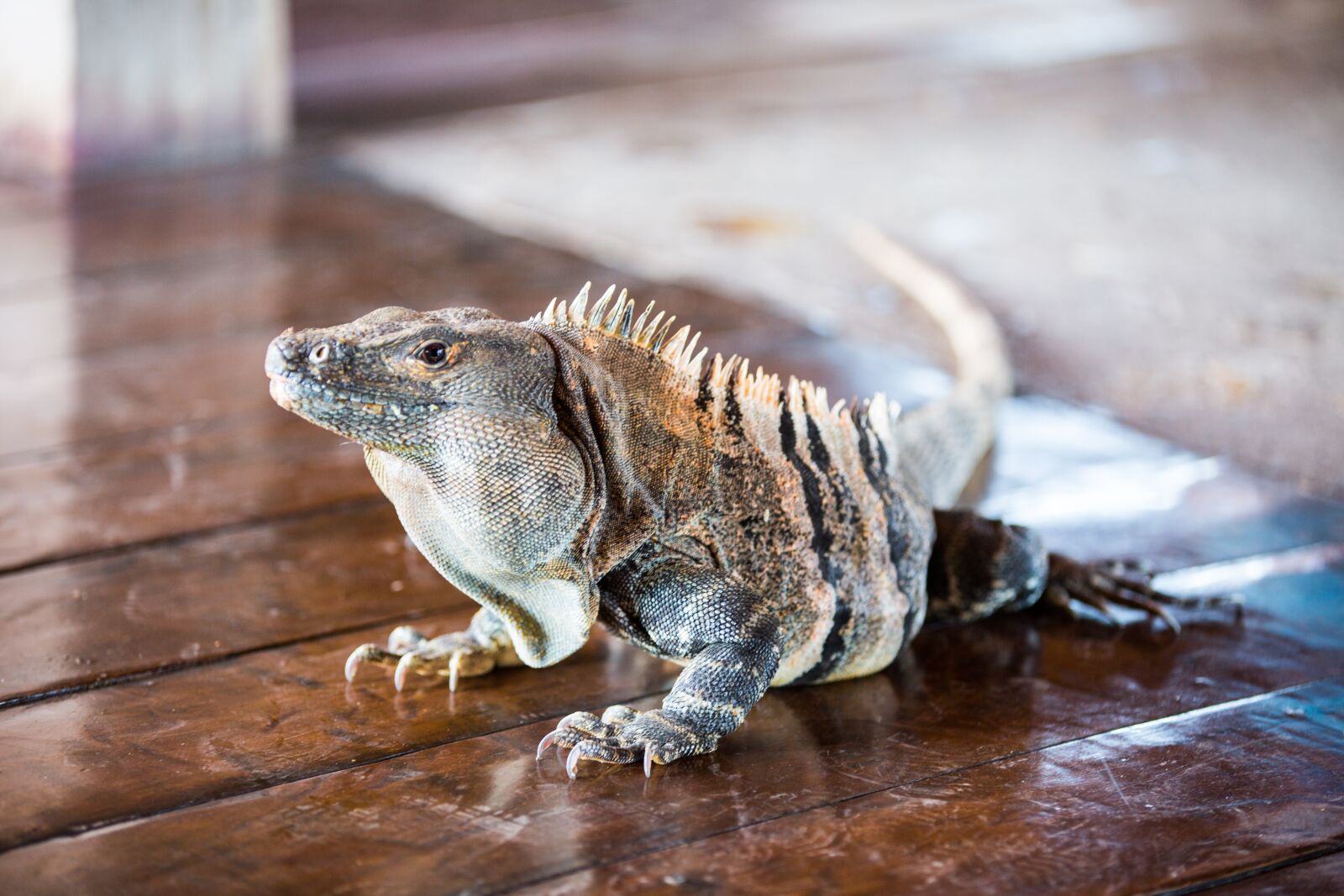 Canon EOS 5D Mark III sample photo. Iguana, costa rica, jungle photography