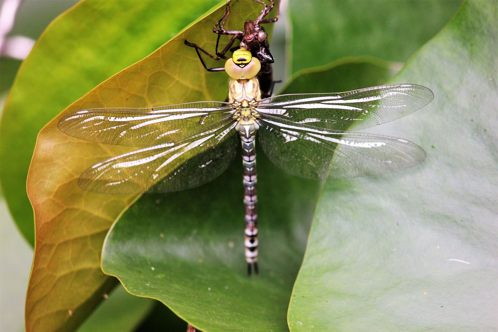 Canon EOS 600D (Rebel EOS T3i / EOS Kiss X5) sample photo. Dragonfly, leaf, insect photography