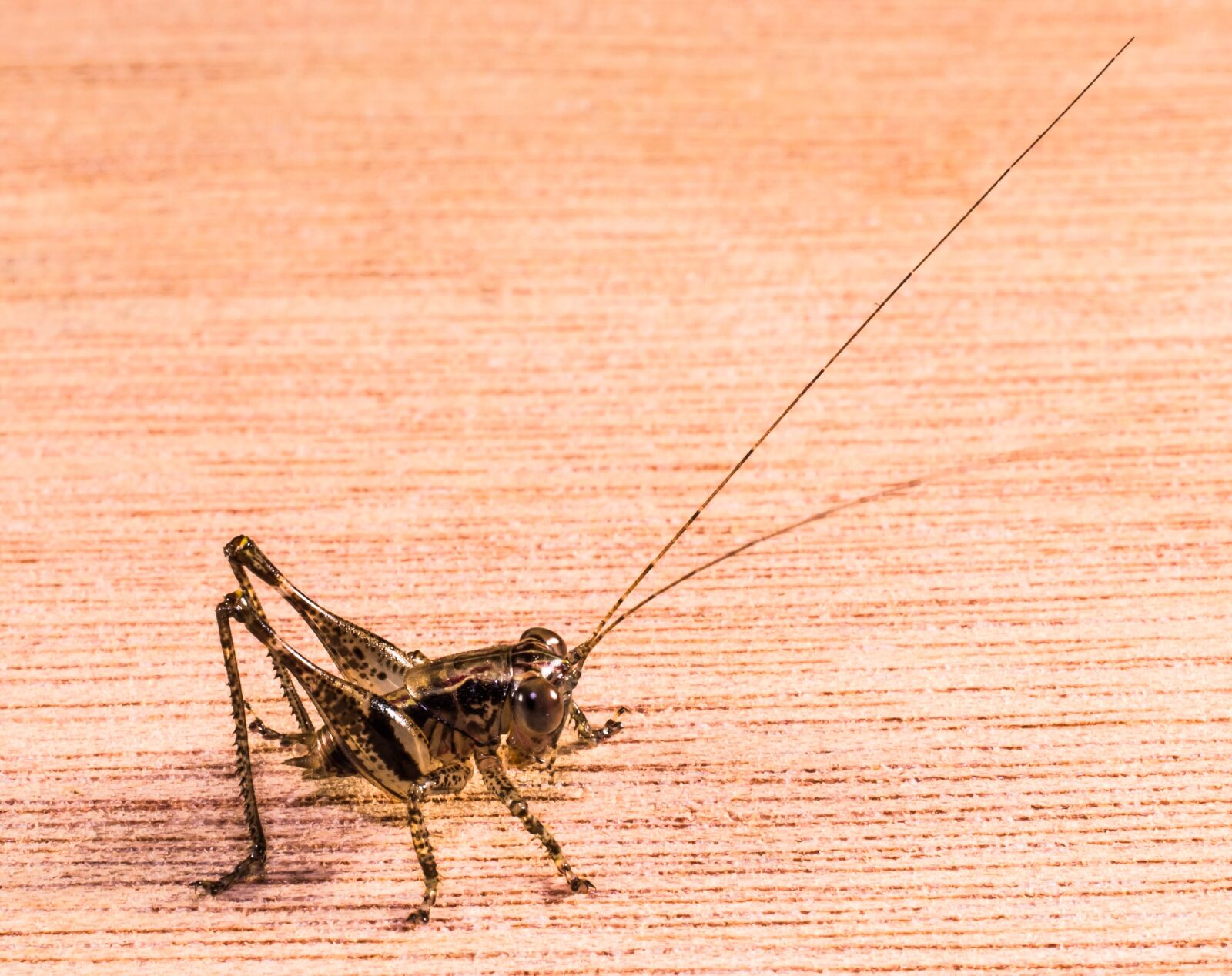 Nikon D5200 sample photo. Grasshopper, viridissima, insect photography