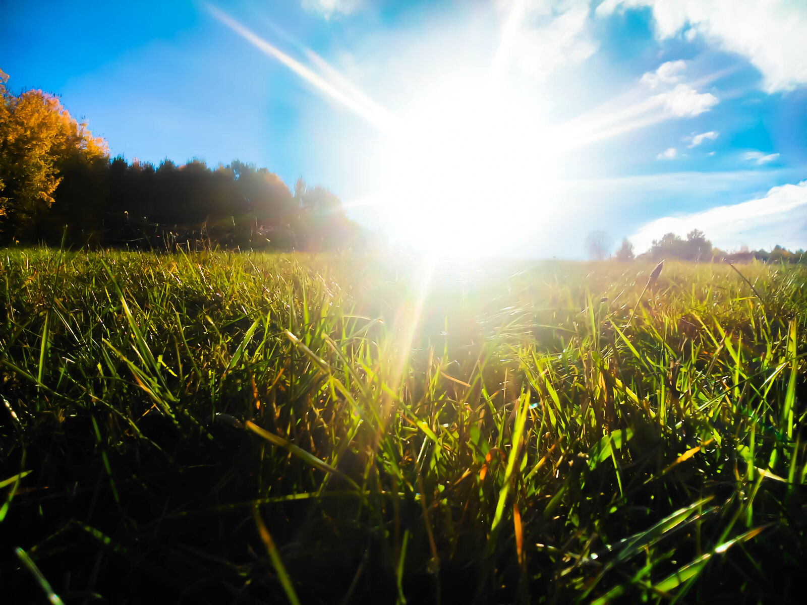 Sony Xperia L sample photo. Morning, sun photography