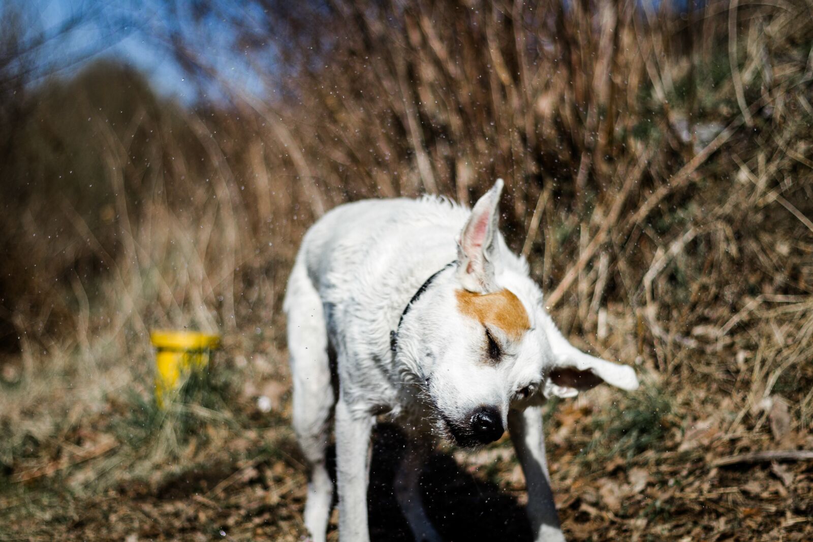 Canon EOS 7D + Canon EF 50mm F1.8 STM sample photo. Nature, mammal, animal photography