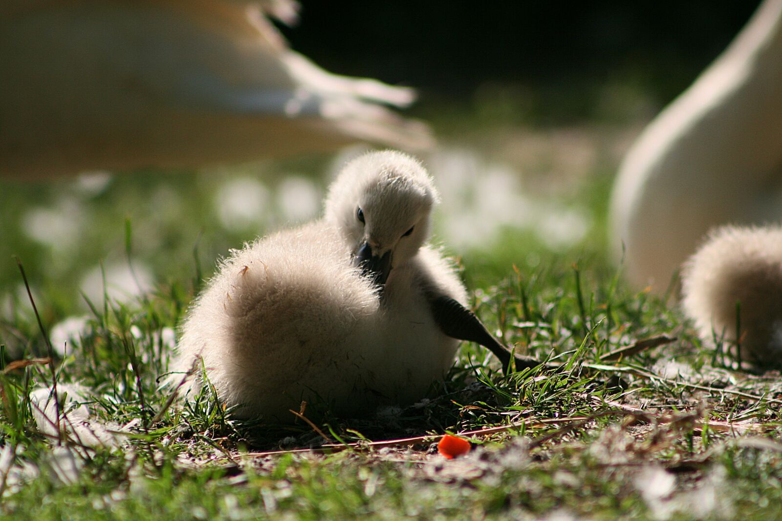 Canon EOS 400D (EOS Digital Rebel XTi / EOS Kiss Digital X) sample photo. Swan, swans, bird photography