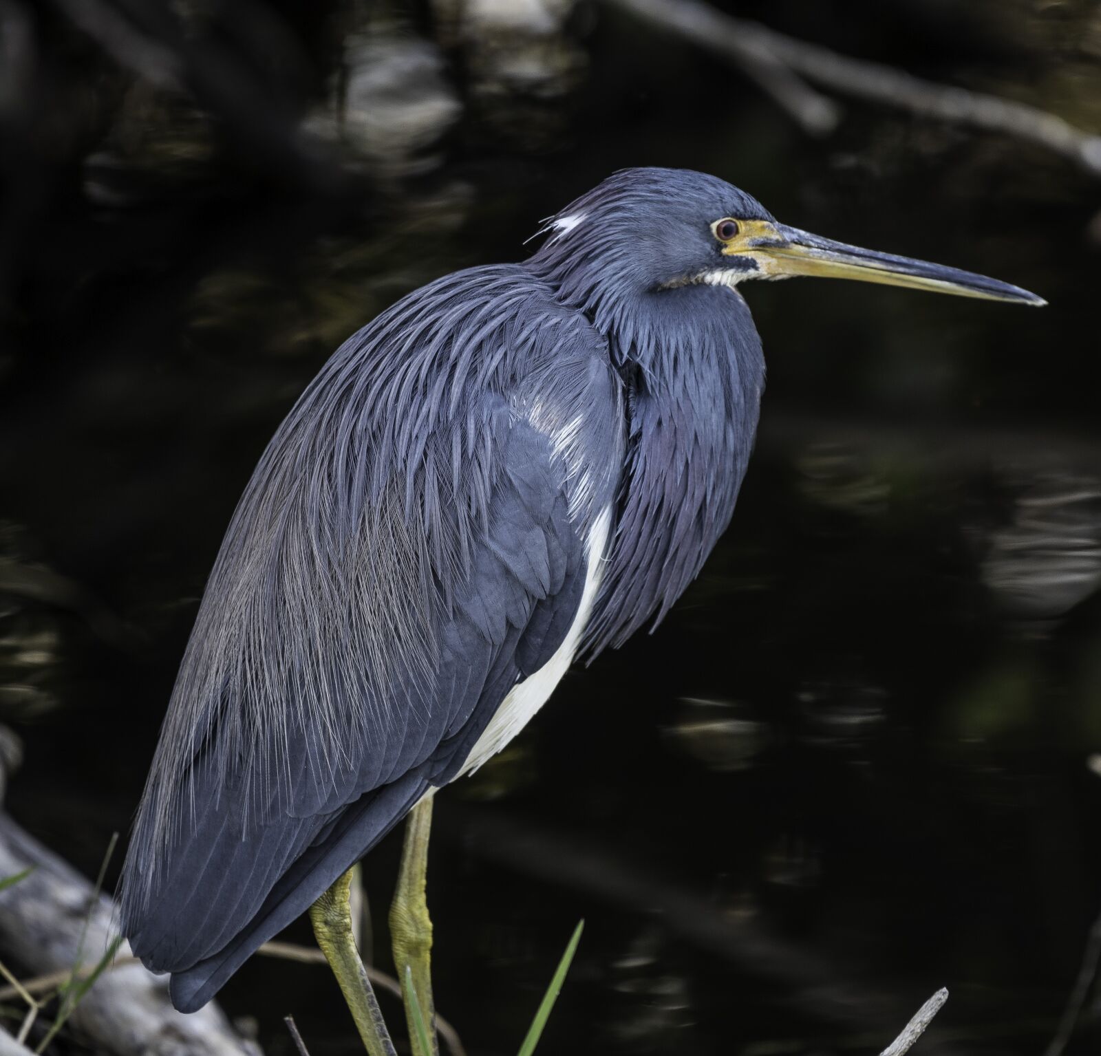 Nikon D750 sample photo. Heron, tri colored heron photography