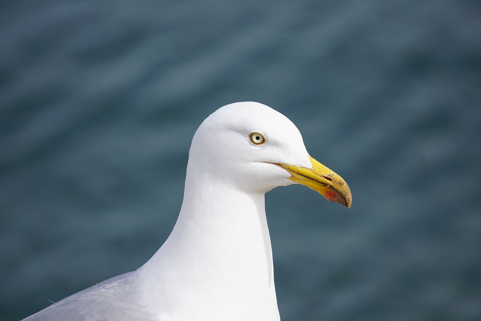 Sony E 55-210mm F4.5-6.3 OSS sample photo. White, and, gray, seagull photography