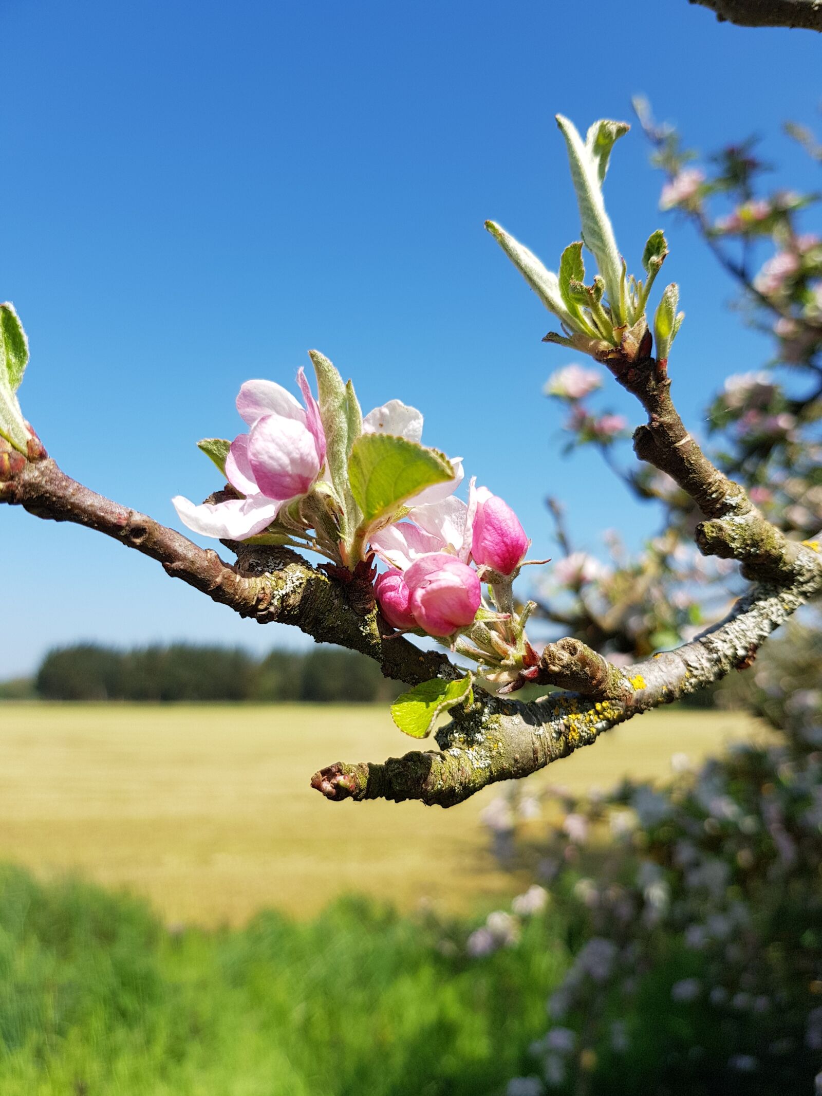 Samsung Galaxy S8 sample photo. Flower, tree, spring photography